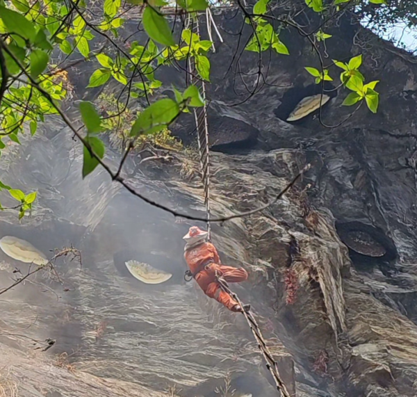 honey hunter hanging from cliff